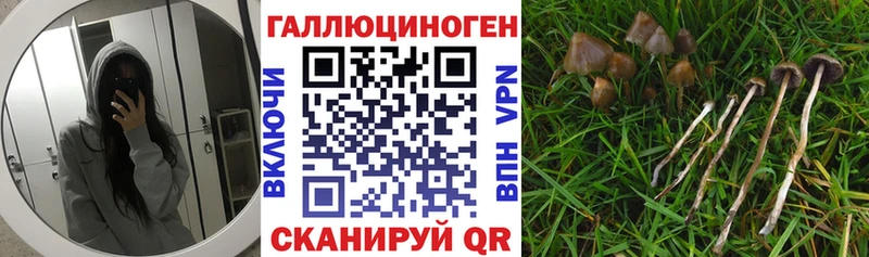 Псилоцибиновые грибы Psilocybe  сколько стоит  Олёкминск 